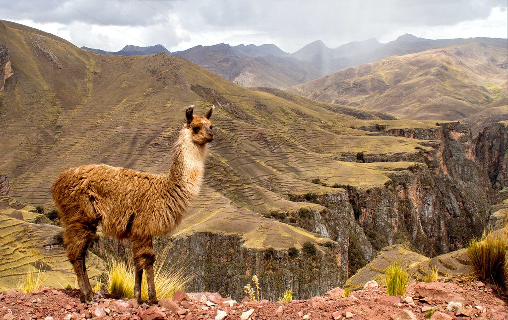 Llama andina observando el paisaje montañoso y terrazas incas en la ruta a Palcoyo, Cusco, Perú