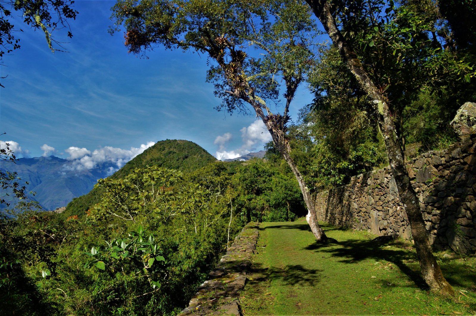 Plaza verde de Choquequirao con árbol centenario y muros incas bajo cielo azul
