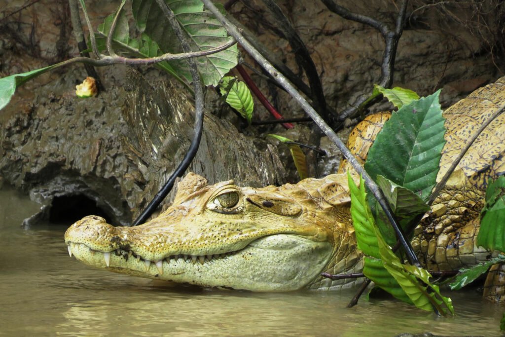 Caimán amazónico camuflado entre la vegetación ribereña en Puerto Maldonado durante safari nocturno