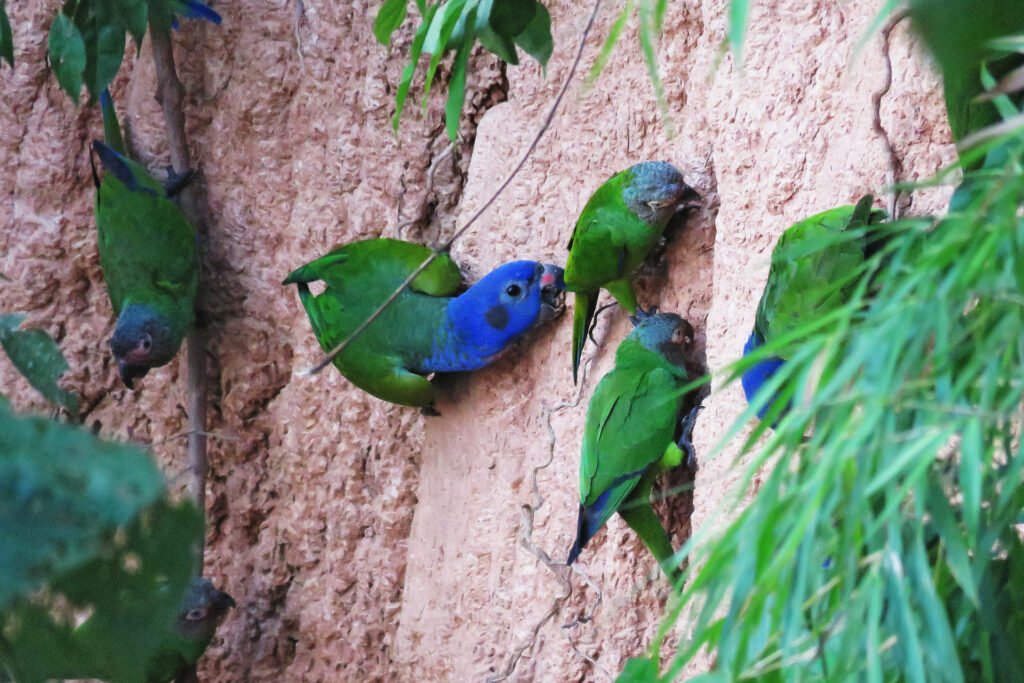 Loros multicolores alimentándose en collpa de arcilla natural en la Amazonía de Puerto Maldonado