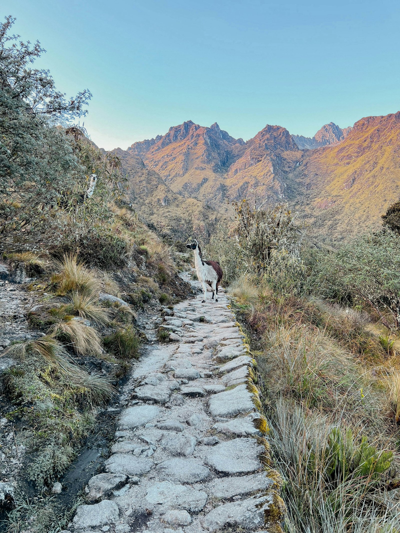 Llama solitaria en medio de un camino inca empedrado con montañas doradas al atardecer, rodeado de vegetación andina nativa durante trekking en los Andes peruanos