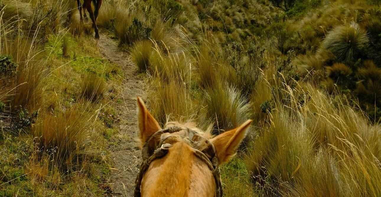 Grupo de jinetes cabalgando por sendero andino con vista de montañas