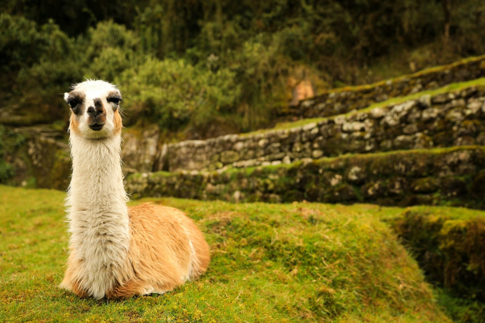 Llama descansando en las terrazas de Machu Picchu con ruinas de fondo