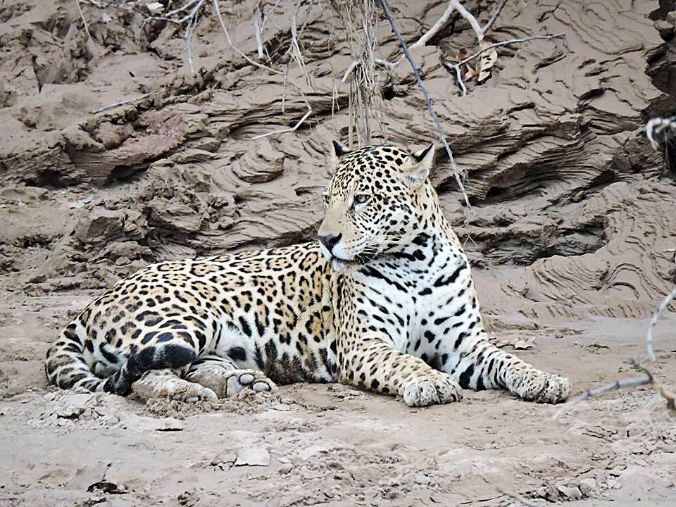 Jaguar descansando en la orilla del río en la Amazonía peruana cerca de Puerto Maldonado
