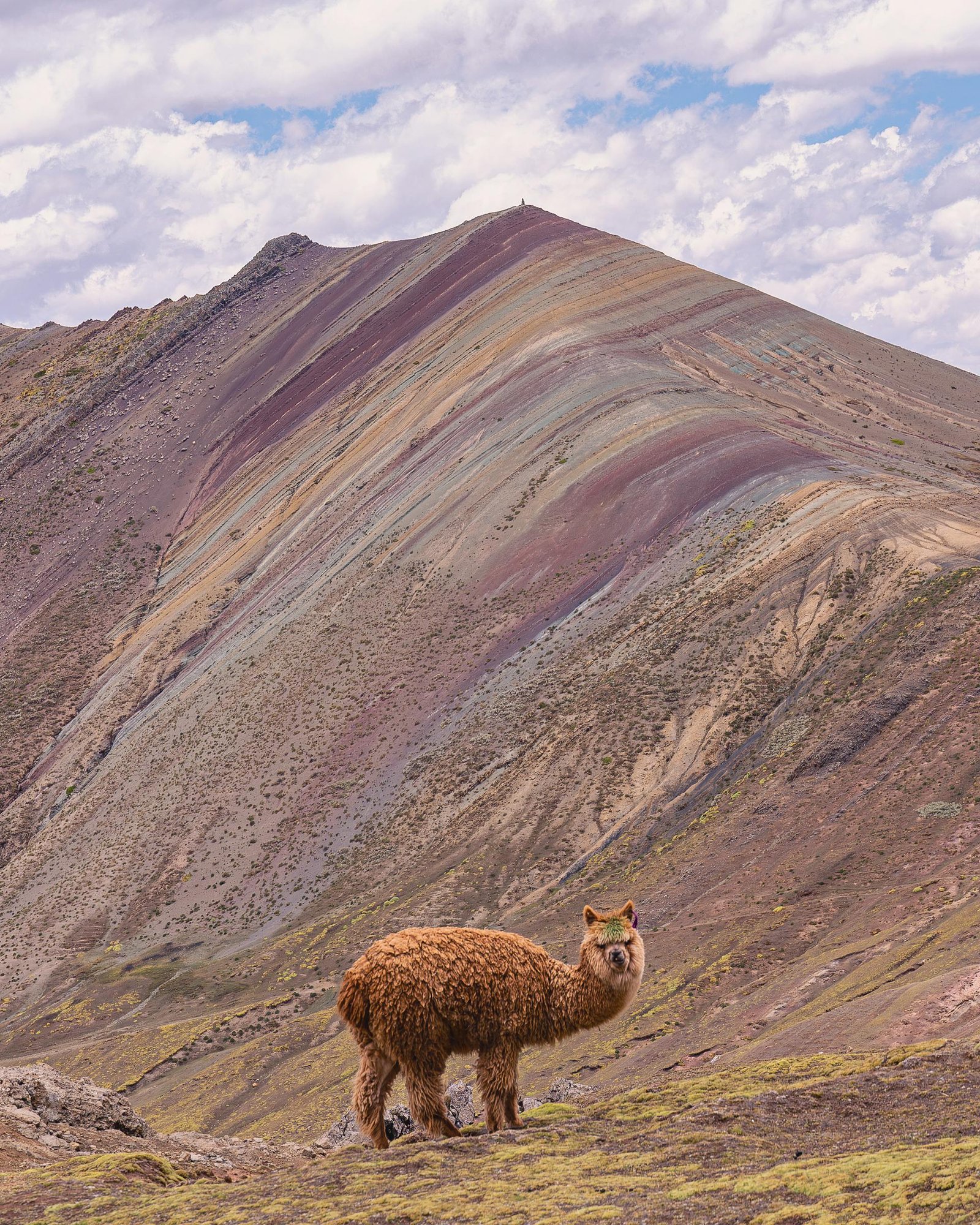 Alpaca frente a la espectacular Montaña de Colores Palcoyo con sus característicos estratos minerales multicolores