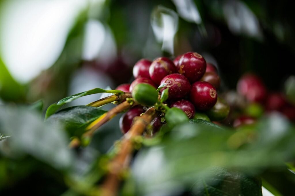 Granos de café rojo en una planta.